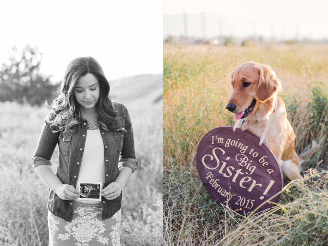 Dog Pregnancy Announcement Kylee Ann Photography